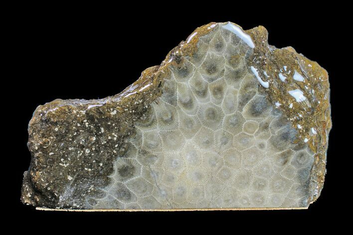 Free-Standing, Polished Petoskey Stone (Fossil Coral) - Michigan #156021